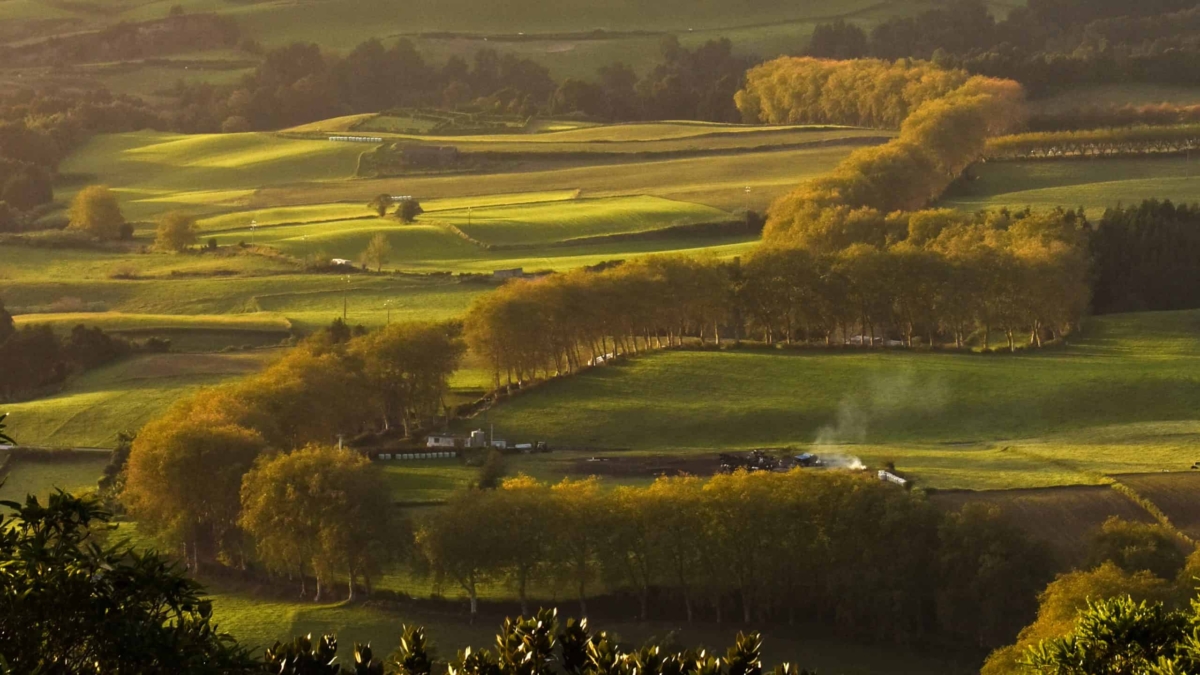 alameda-dos-platanos